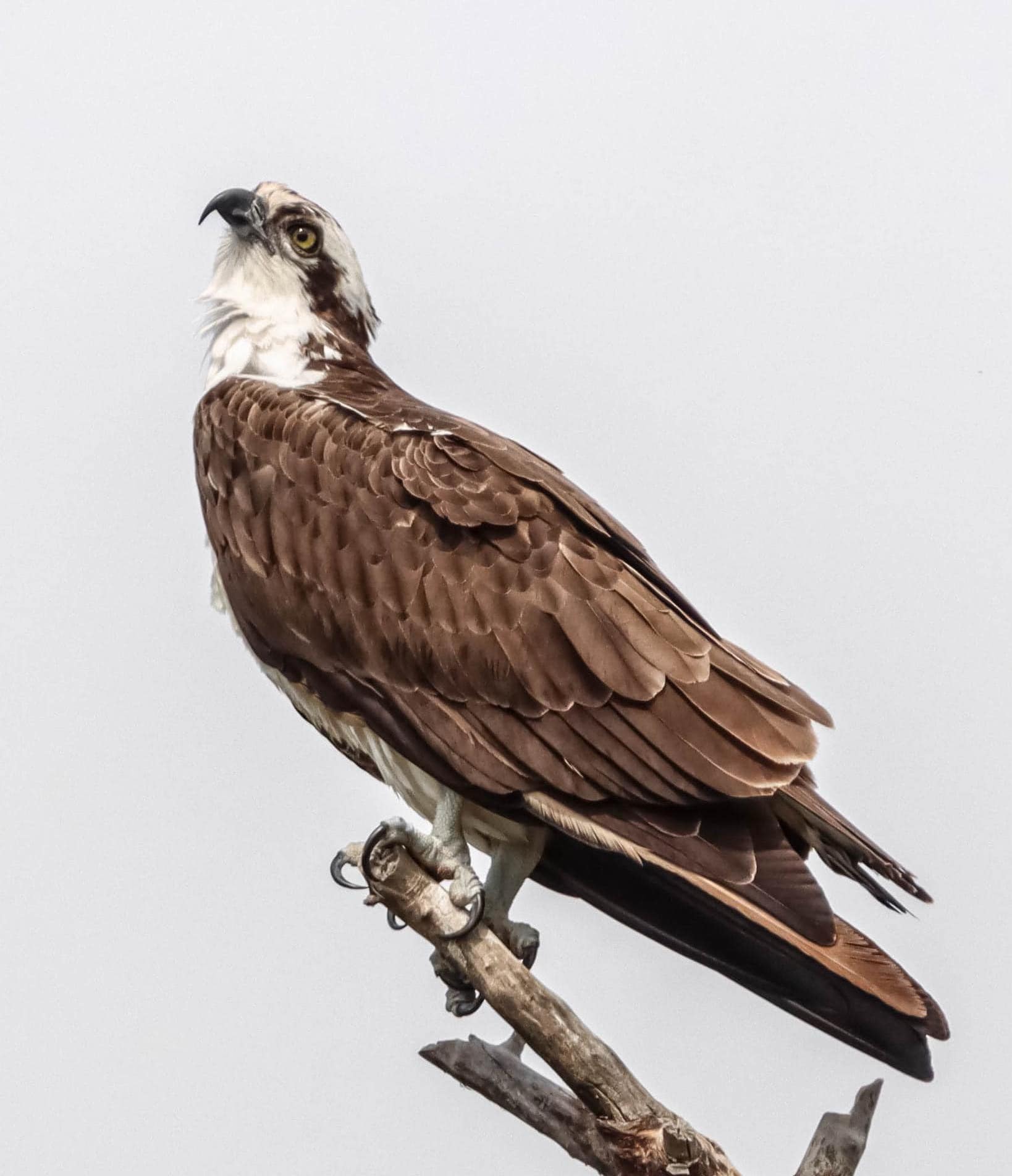 Osprey Bird